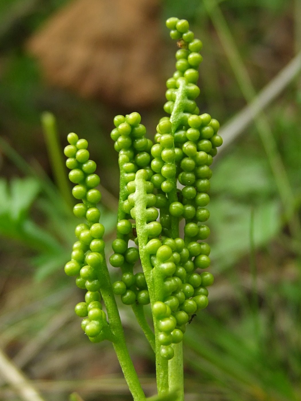 Image of Botrychium alaskense specimen.