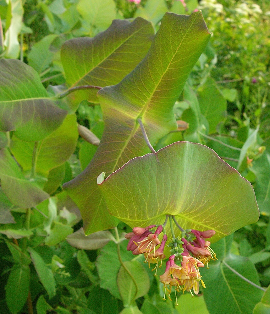 Image of Lonicera dioica specimen.