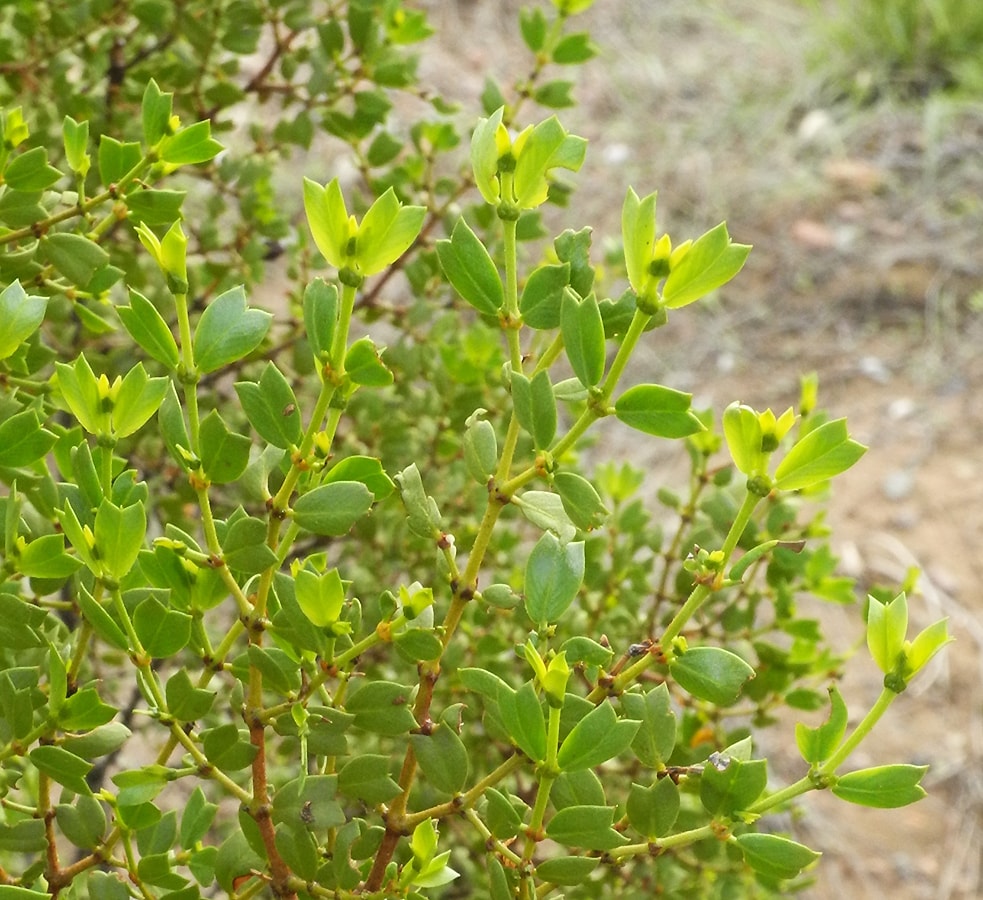 Image of Larrea cuneifolia specimen.