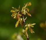 Quercus robur. Верхушка ветви с молодыми побегами. Московская обл., Раменский р-н, окр. ж.-д. платформы Хрипань, смешанный лес у ЛЭП. 12.05.2017.