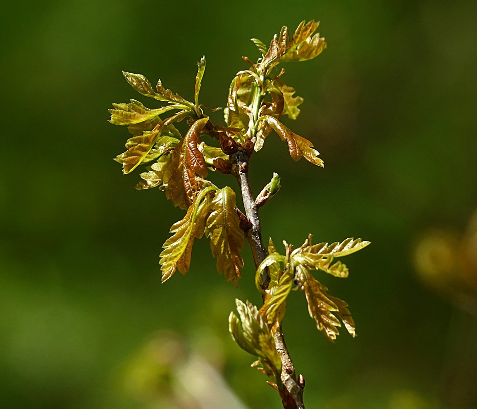 Image of Quercus robur specimen.