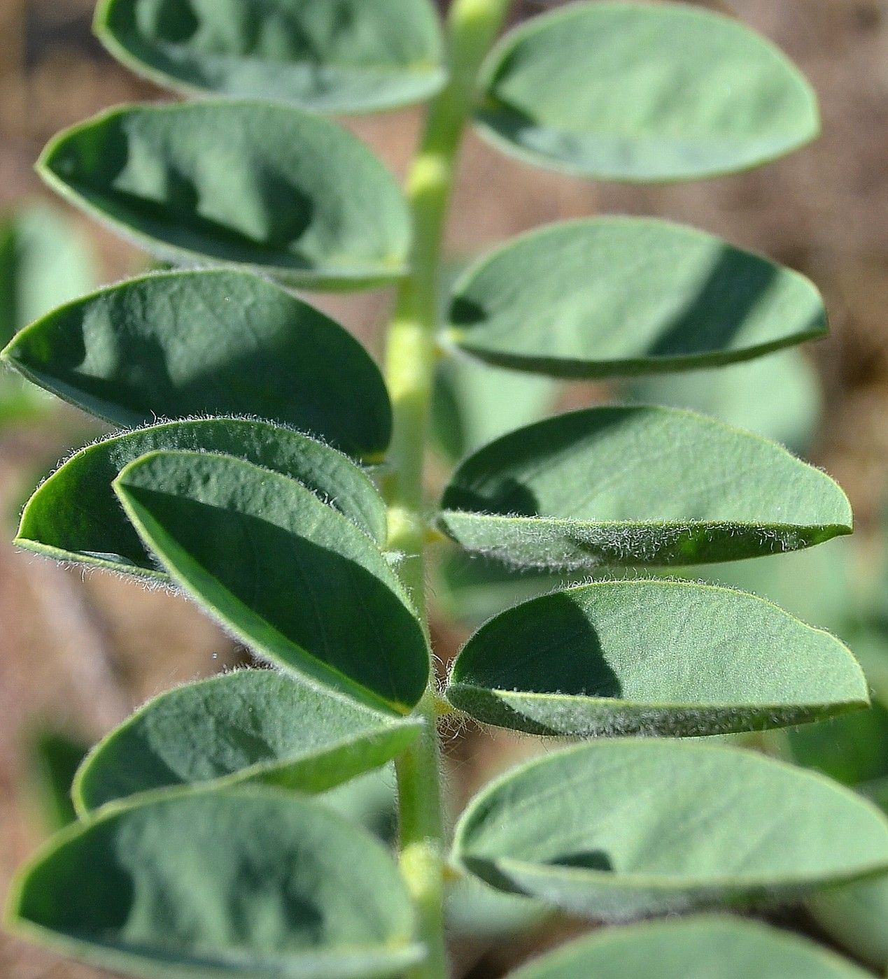 Image of Astragalus vulpinus specimen.