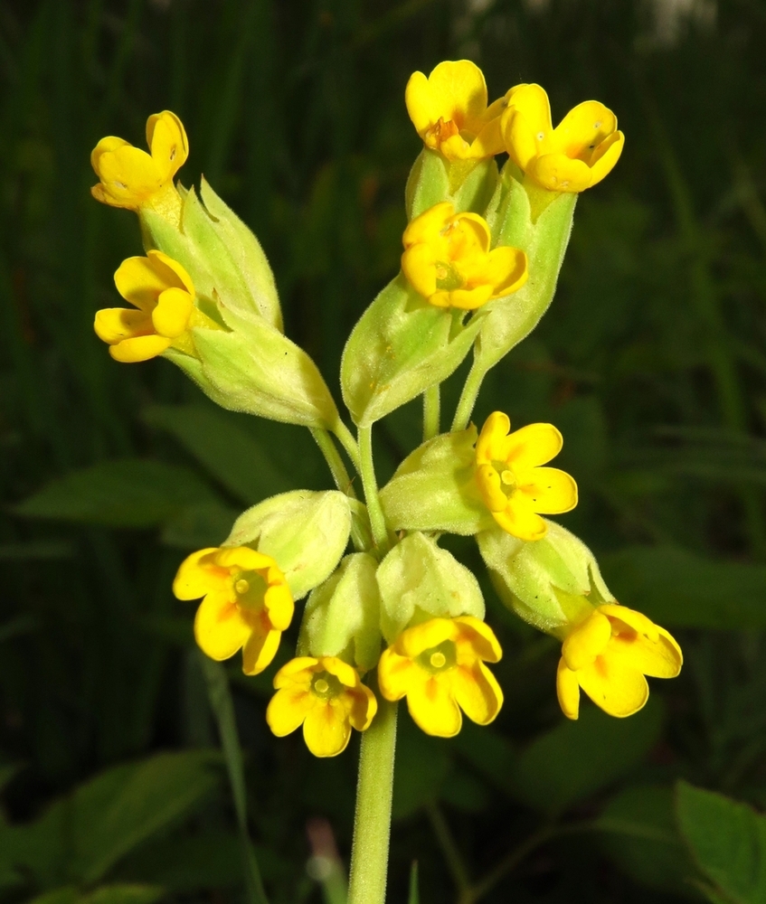 Image of Primula veris specimen.