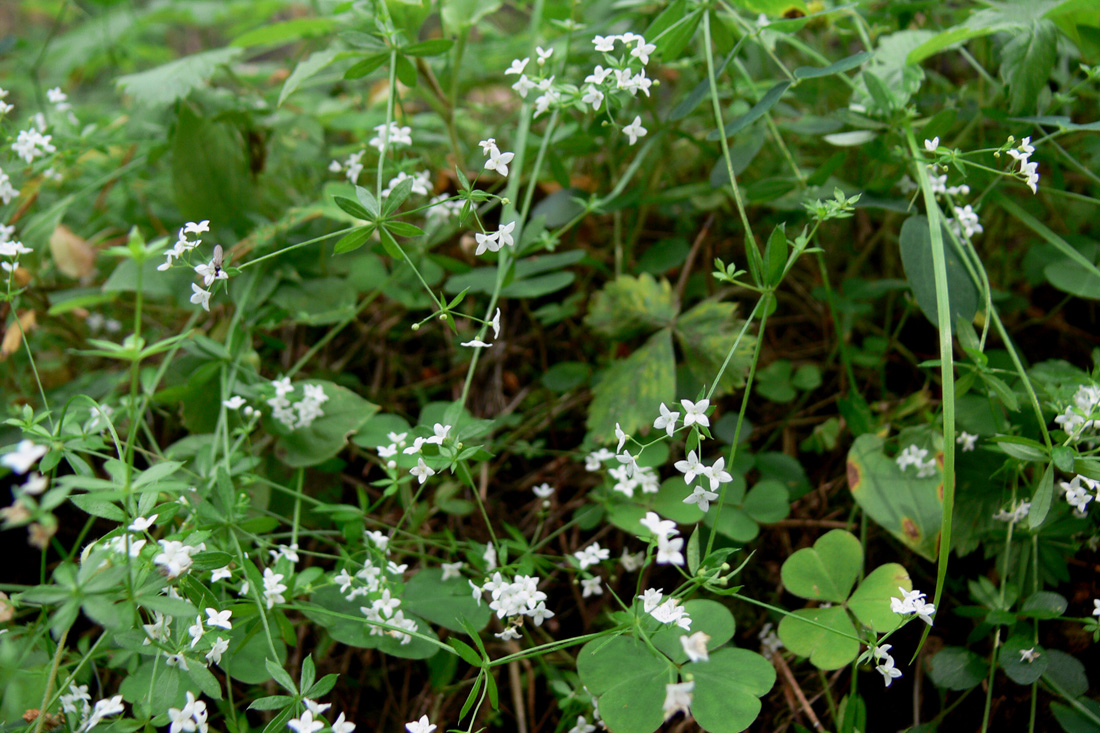 Изображение особи Galium uliginosum.