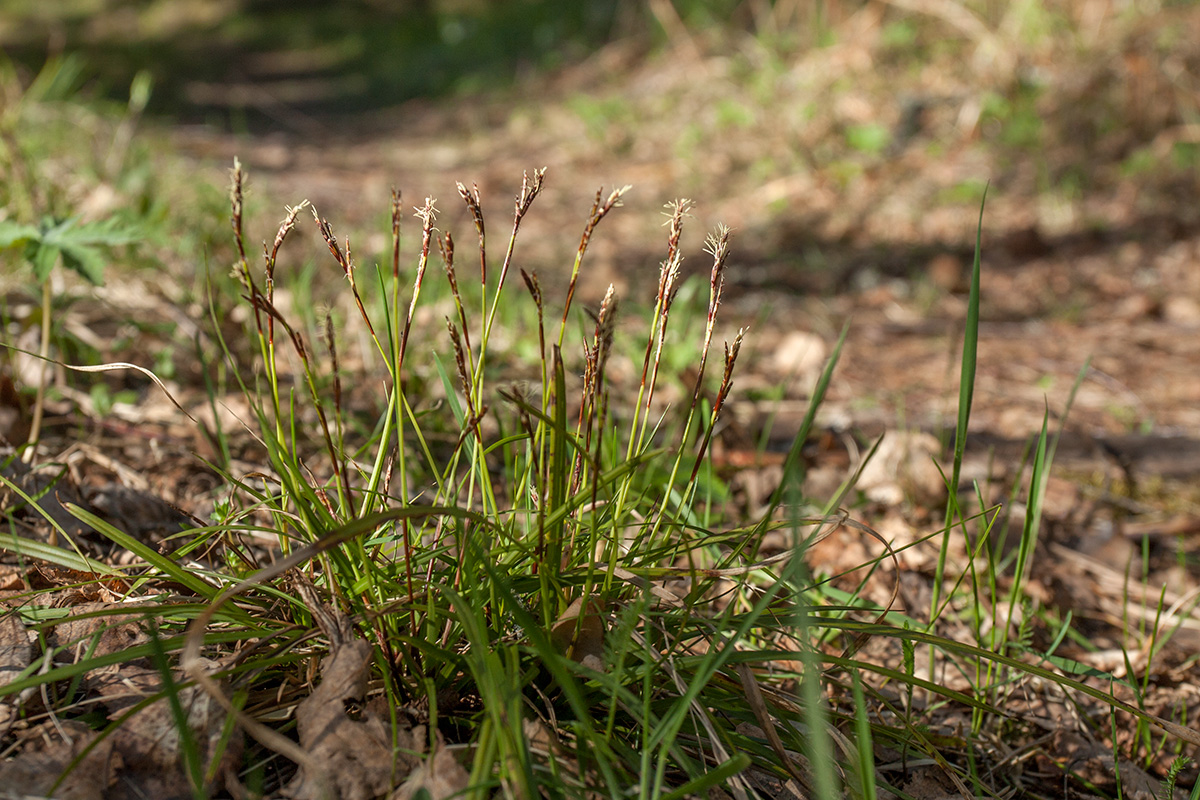 Изображение особи Carex digitata.