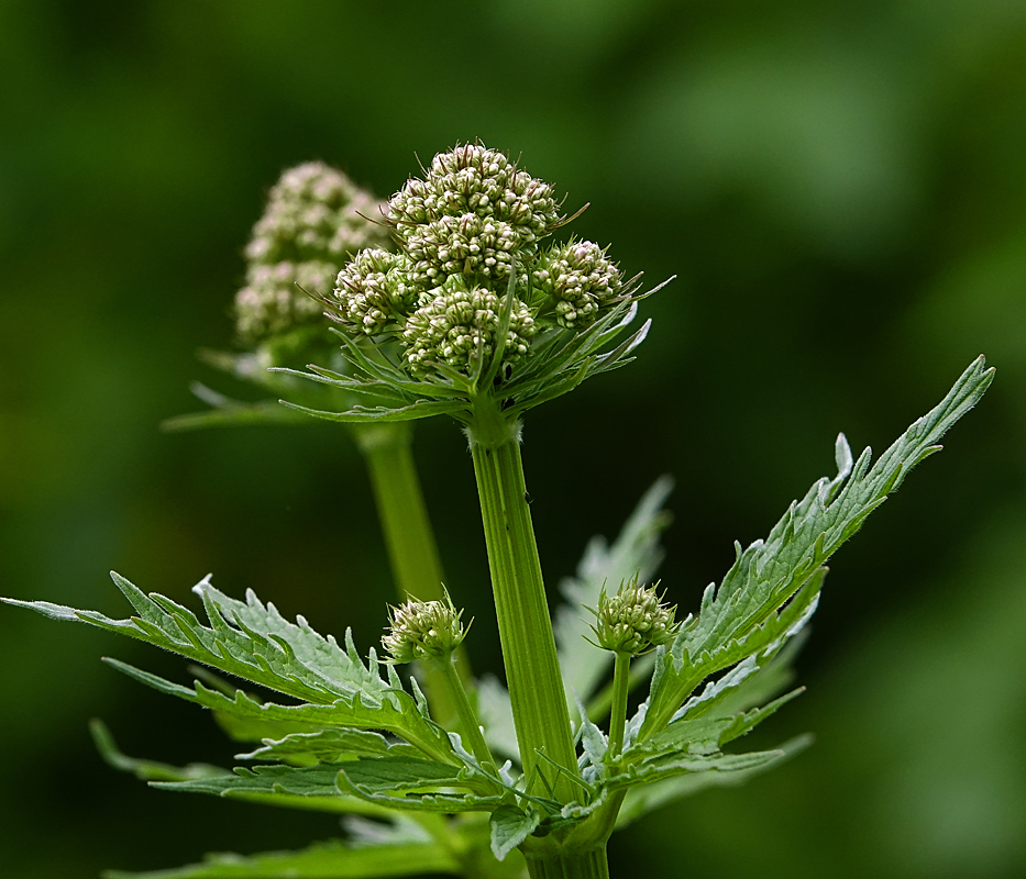 Image of Valeriana officinalis specimen.