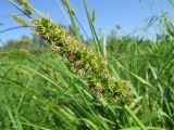 Carex vulpina