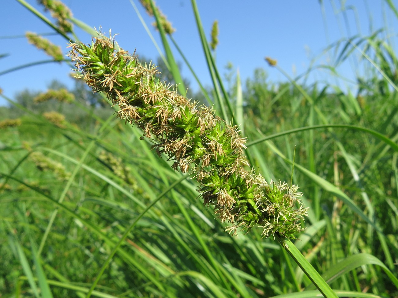 Image of Carex vulpina specimen.