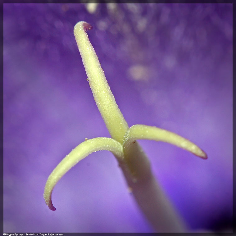 Изображение особи Campanula latifolia.