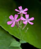 View gallery of subtaxa Image of specimen