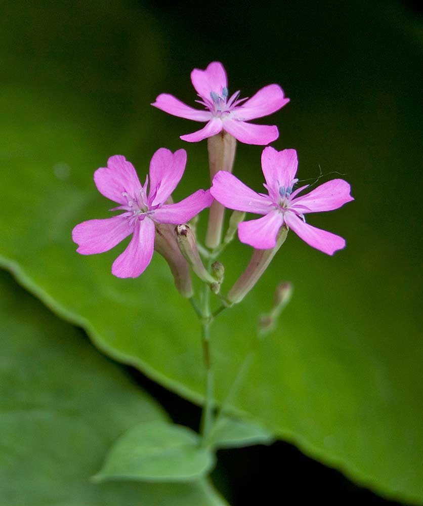 Image of Silene armeria specimen.