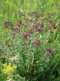 Origanum vulgare