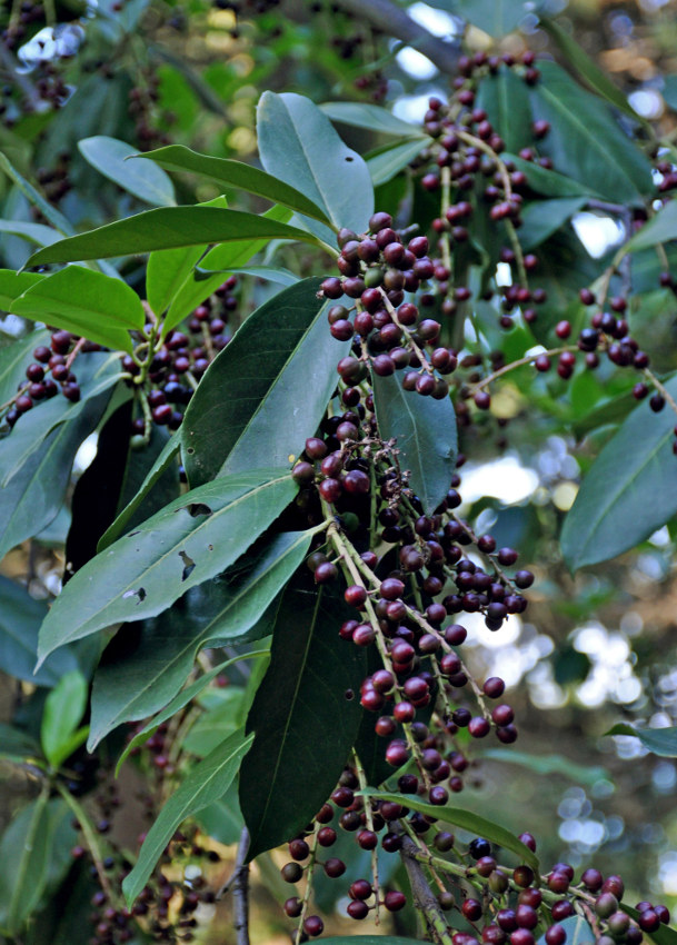 Image of Lauro-cerasus officinalis specimen.