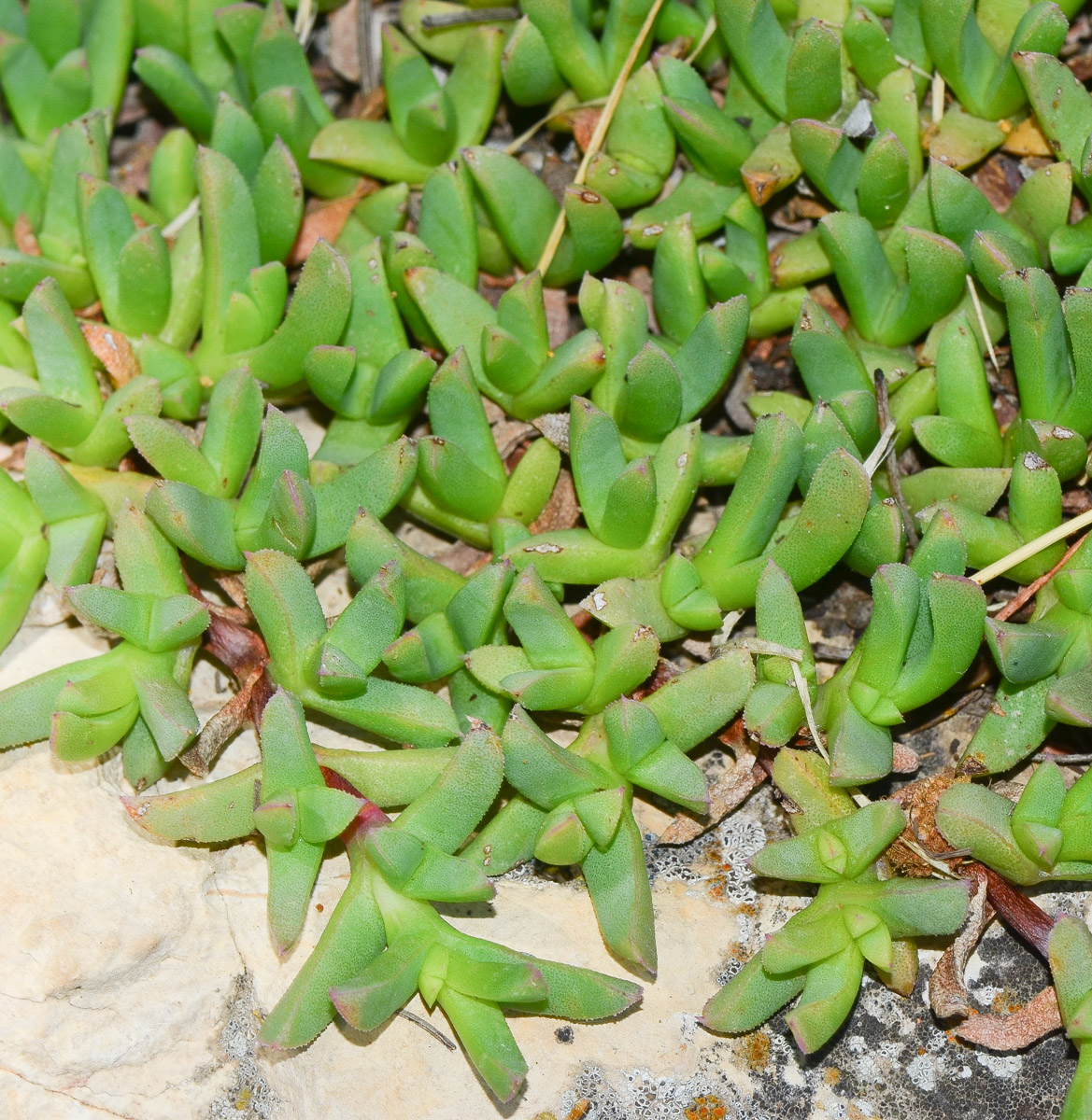 Изображение особи Ruschia lineolata.