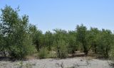 Populus pruinosa. Туранговый лес. Узбекистан, Андижанская обл., Ферганская долина, закрепленные пески между населенными пунктами Язъяван и Акалтын. 22.07.2017.