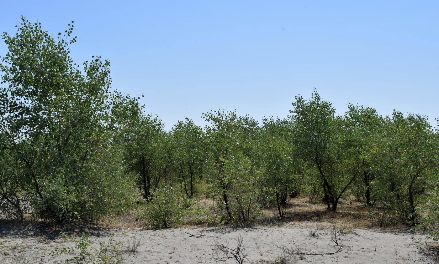 Image of Populus pruinosa specimen.