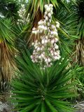 род Yucca