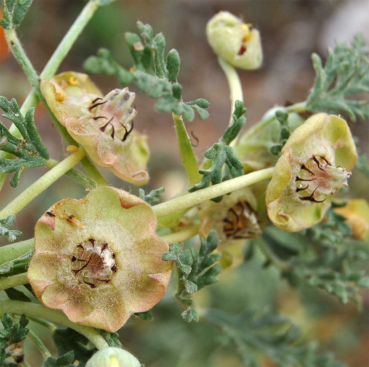 Изображение особи Grielum humifusum.