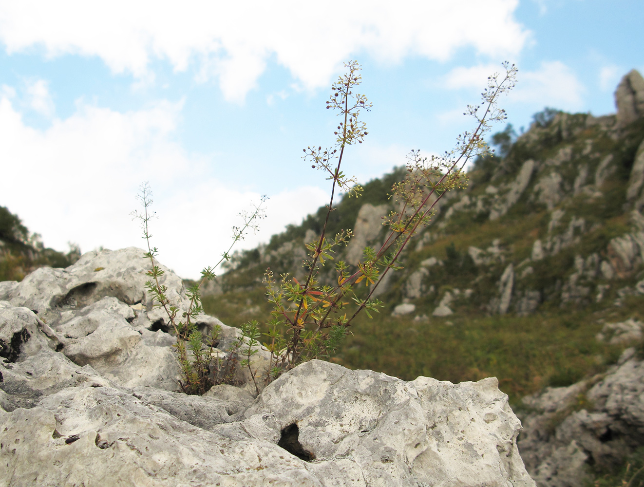 Image of genus Galium specimen.