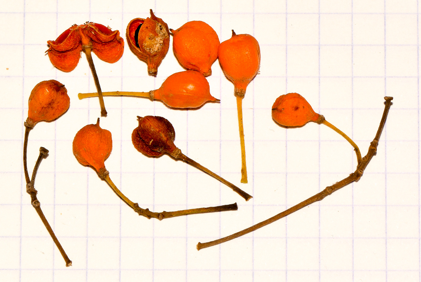 Image of Pittosporum rhombifolium specimen.