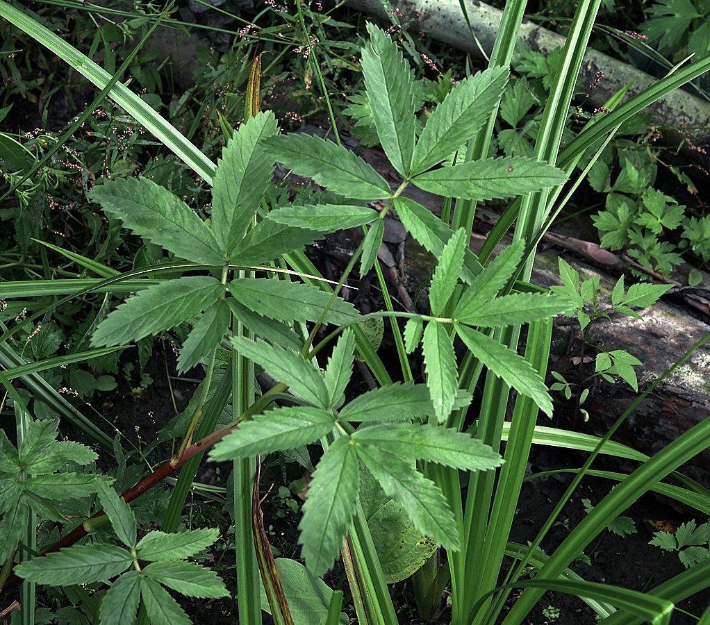 Image of Comarum palustre specimen.