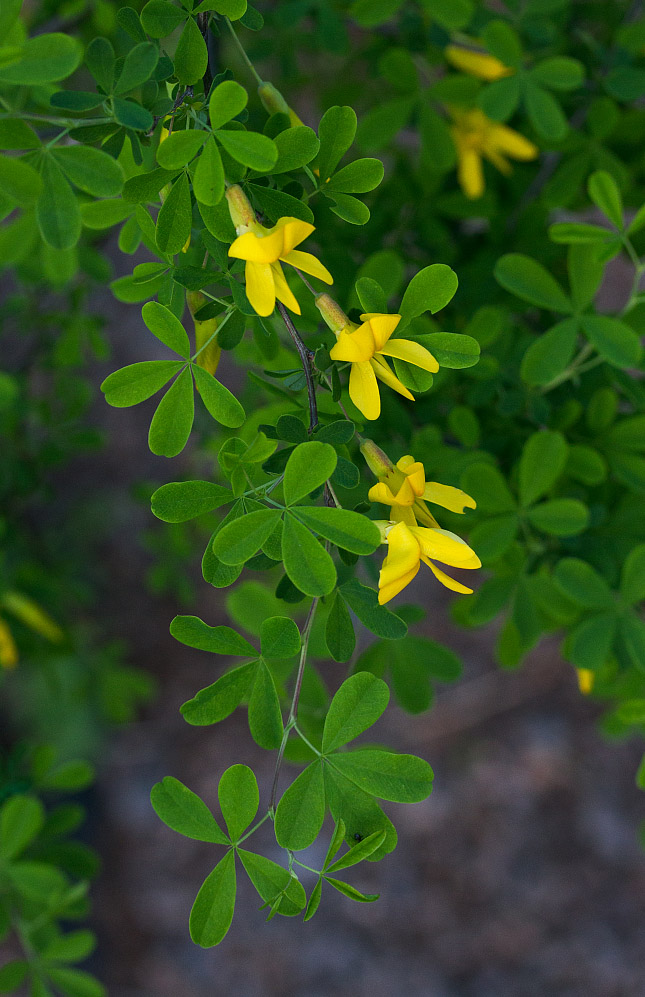 Image of Caragana frutex specimen.