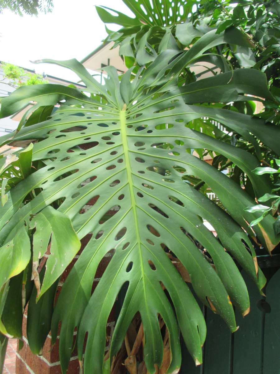 Image of Monstera deliciosa specimen.