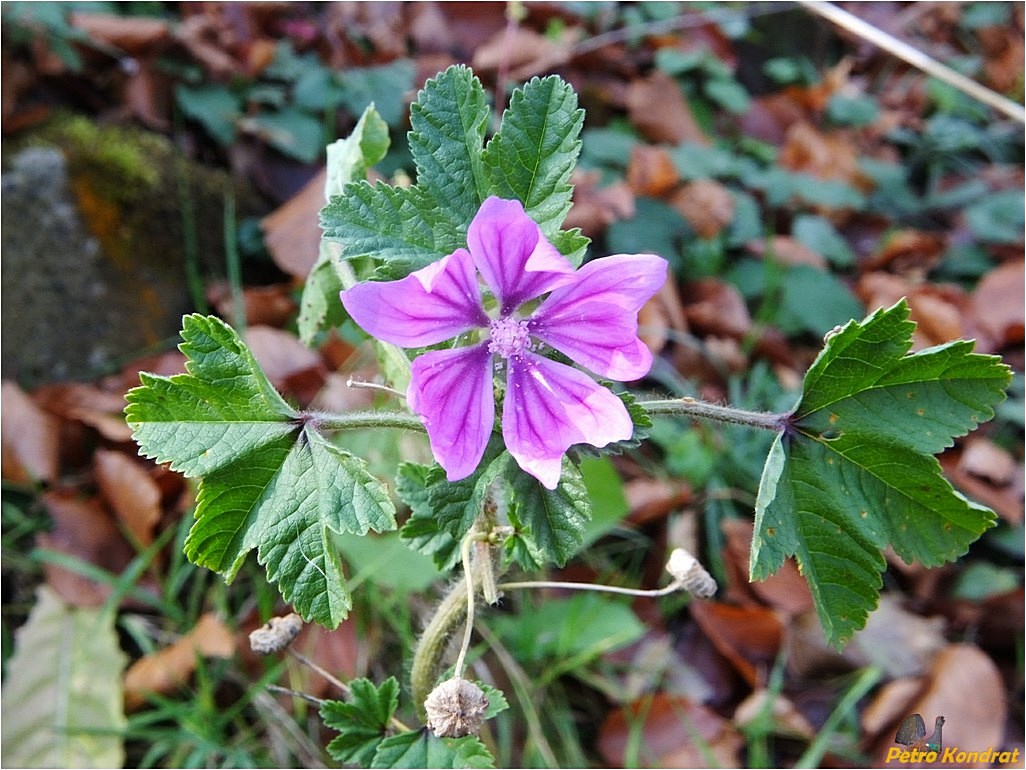 Image of Malva sylvestris specimen.
