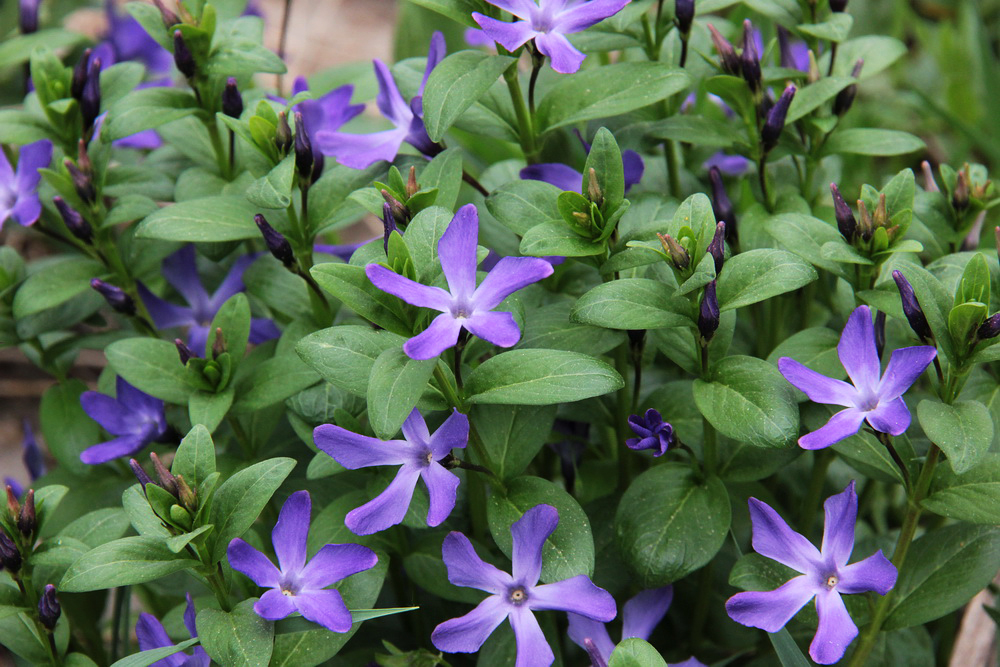 Image of Vinca herbacea specimen.