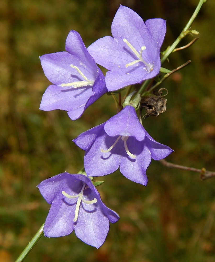 Изображение особи Campanula persicifolia.