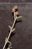 Helianthemum lippii