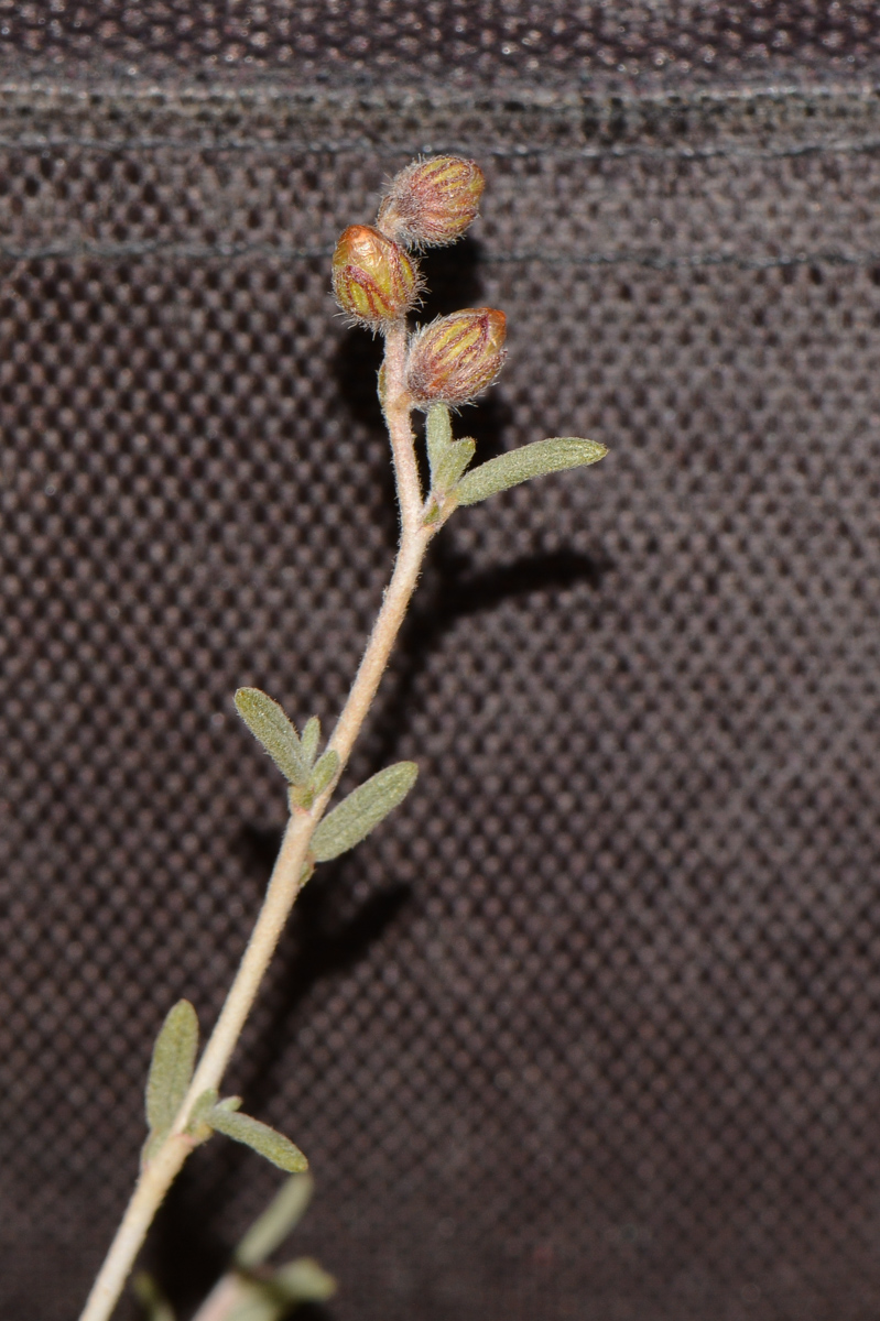 Image of Helianthemum lippii specimen.