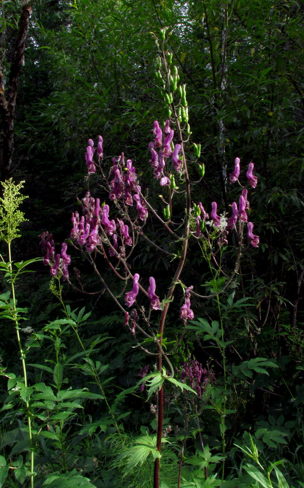 Изображение особи Aconitum septentrionale.