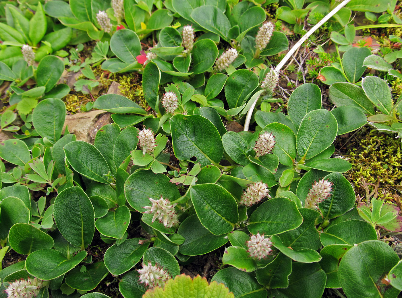 Image of Salix arctica specimen.