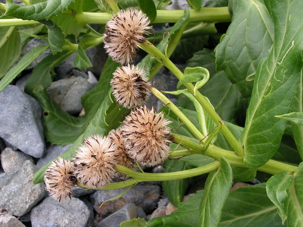 Image of Senecio pseudoarnica specimen.