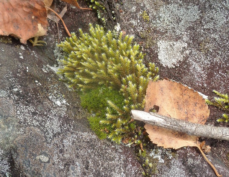 Image of division Bryophyta specimen.