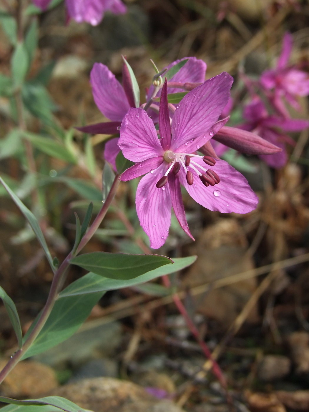 Image of Chamaenerion latifolium specimen.