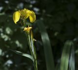 Iris pseudacorus