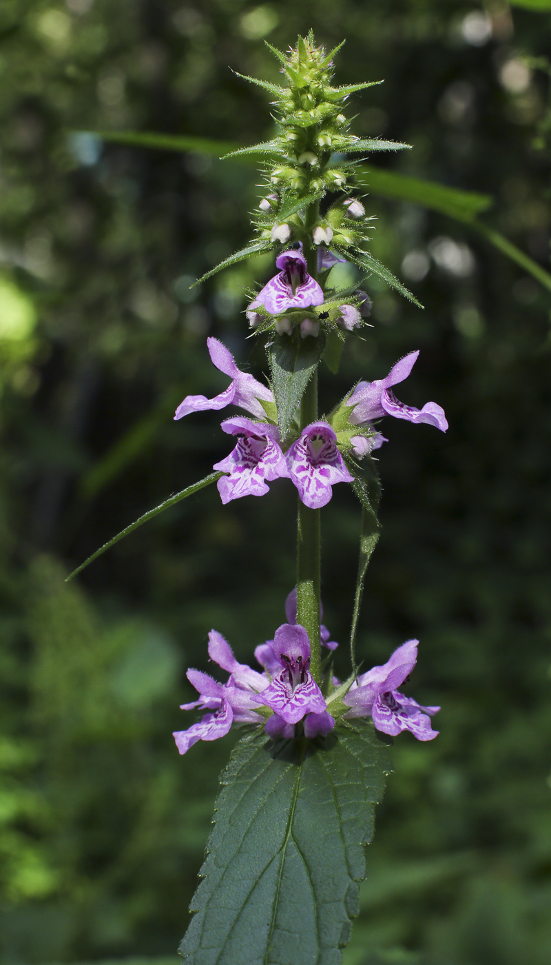 Изображение особи Stachys palustris.