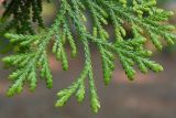 Thujopsis dolabrata
