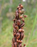 Pseudorchis albida. Верхушка соплодия. Коми, г. Печора, опушка смешанного леса на окраине Печоры. 08.08.2016.