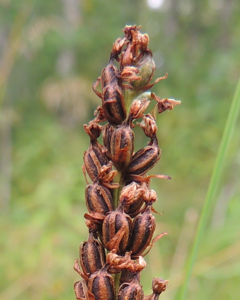 Изображение особи Pseudorchis albida.