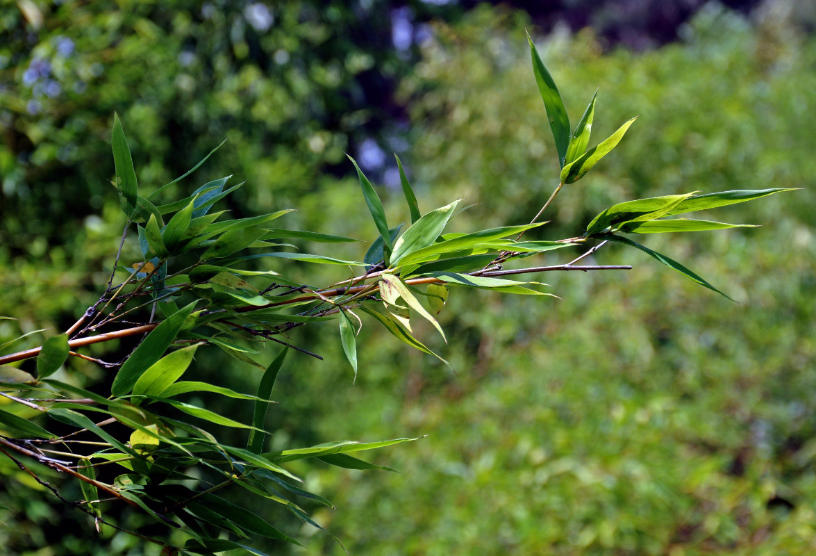 Изображение особи род Phyllostachys.