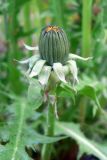 Taraxacum reflexilobum. Верхушка побега с нераспустившимся соцветием. Свердловская обл., окр. г. Североуральск, правый берег канала Дублёр, подножие известняковой скалы, моховая подстилка. 14.06.2017.