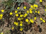 Potentilla sericea