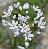 Allium subhirsutum