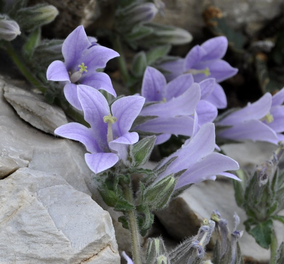 Изображение особи Campanula celsii.