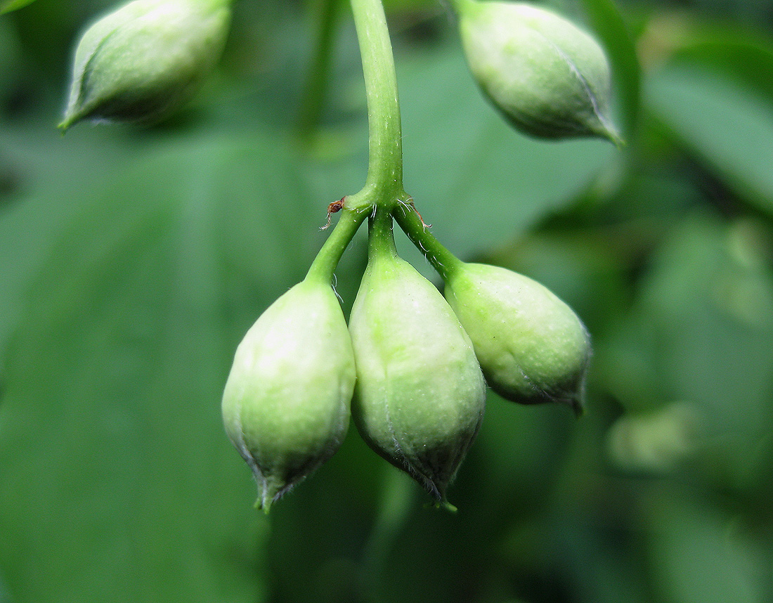 Изображение особи Philadelphus coronarius.