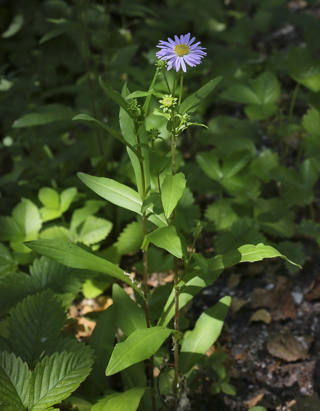 Изображение особи Symphyotrichum &times; salignum.