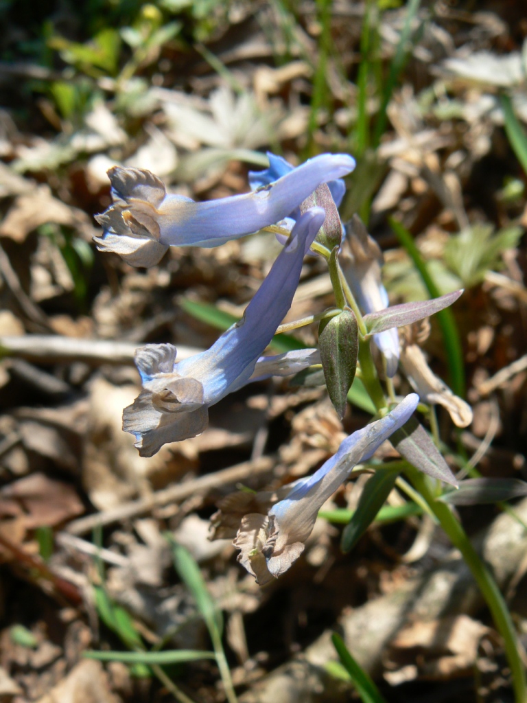 Изображение особи Corydalis ussuriensis.